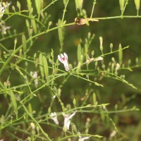 Andrographis paniculata (Burm.f.) Nees